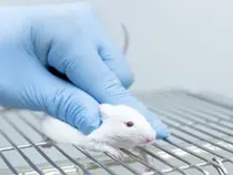 미국 연구진, 실험쥐 노화세포 제거...생명 연장 성공