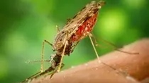 미국 연구진, 말라리아 감염 막는 백신 개발