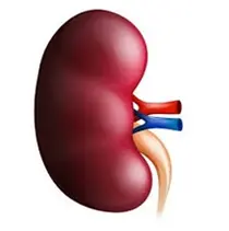 만성 신부전 관련 35개 유전자 발견