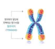 SCL 서울의과학연구소, ‘텔로미어 검사’로 생체 나이 예측 가능해