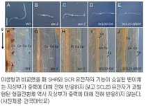 건국대 연구팀, 식물 중력반응 유전자 상호작용 규명