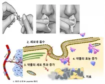 아이큐어비앤피, '세포막 투과성 같는 펩타이드' 미 특허 등록 완료