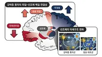 서울대, 강박증 뇌속 선조체 회로가 원인?