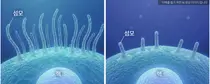 쌍을 이룬 유전자가 함께 변이...자폐의 새로운 유전적 기전 밝혀져