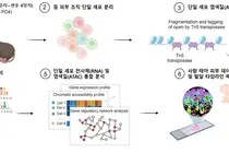 서울대병원, “탈모·흉터 없는 피부 재생 실마리, 태아 피부에서 찾았다”
