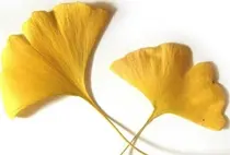 은행잎 추출물 ‘베타아밀로이드 응집 억제’ 효과 확인