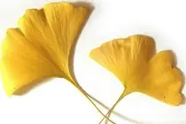 은행잎 추출물 ‘베타아밀로이드 응집 억제’ 효과 확인