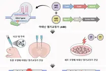 희귀질환 크라베병, 유전자 편집으로 치료