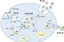 세포속 운반체 '엑소좀' 암 발견부터 심장·뇌 치료까지 발전