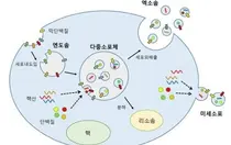 세포속 운반체 '엑소좀' 암 발견부터 심장·뇌 치료까지 발전