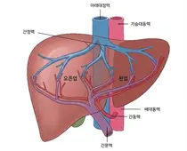 문맥종양혈전 동반 간암 환자, 방사선색전술 효과·안전성 확인