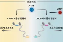 세포 스트레스 속 생존·사멸 가르는 유전자 조절 원리 규명