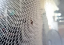 고대안암, 전국에 일본뇌염경보 발령 모기 주의하세요