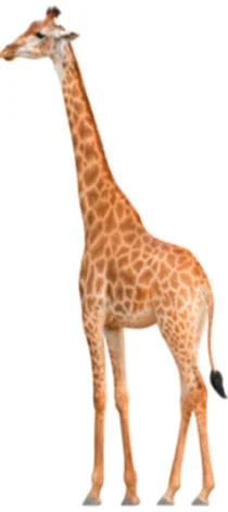 우리 아이 키 성장 잠재력, 하루 한 샷으로 