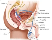 한미탐스, 전립선 최강자 '하루날디' 추격 선두