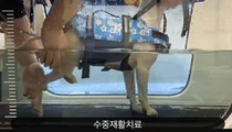 구조견 줄기세포 치료로 다리 마비 극복… 반려견 치료 새 장 열리나
