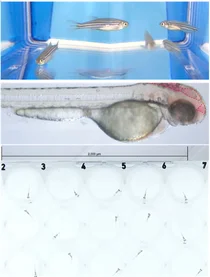 JW중외제약, 대체동물 ‘제브라피쉬’ 활용 대사질환 신약 개발