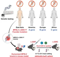 유전성 난청 원인 돌연변이,‘한 번의 유전자 교정’으로 청력회복 입증