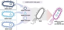 이지놈, 슈퍼 박테리아 출현 원인‘수평적 유전자 최정밀 분석 플랫폼 발표