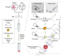 우리 과학자, 코로나 감염 30분판독 기술 개발