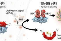아주대의대 미생물학 교실 박용환 교수팀, 염증 반응 조절하는 핵심 원리 규명