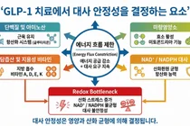 서울대병원 공동연구팀, 비만치료제 장기 투여 시 ‘전신 대사 불안정’ 기전 제시  