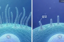 쌍을 이룬 유전자가 함께 변이...자폐의 새로운 유전적 기전 밝혀져