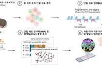 서울대병원, “탈모·흉터 없는 피부 재생 실마리, 태아 피부에서 찾았다”