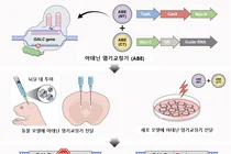 희귀질환 크라베병, 유전자 편집으로 치료