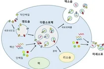세포속 운반체 '엑소좀' 암 발견부터 심장·뇌 치료까지 발전
