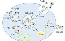 세포속 운반체 '엑소좀' 암 발견부터 심장·뇌 치료까지 발전