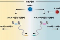 세포 스트레스 속 생존·사멸 가르는 유전자 조절 원리 규명