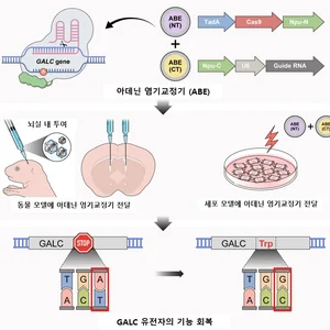희귀질환 크라베병, 유전자 편집으로 치료