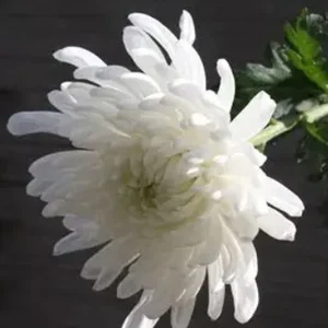 [부고] 유한재단 원희목 이사장 모친 김경옥님 선종