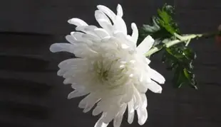 ▲삼가 명복을 빕니다(사이언스엠디뉴스).