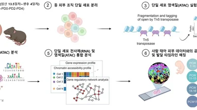 서울대병원, “탈모·흉터 없는 피부 재생 실마리, 태아 피부에서 찾았다”