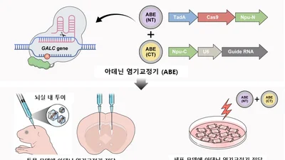 희귀질환 크라베병, 유전자 편집으로 치료