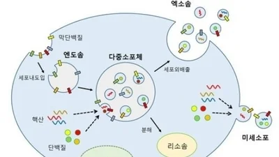 세포속 운반체 '엑소좀' 암 발견부터 심장·뇌 치료까지 발전