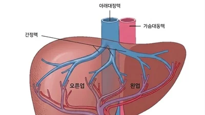 문맥종양혈전 동반 간암 환자, 방사선색전술 효과·안전성 확인