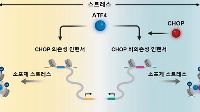 세포 스트레스 속 생존·사멸 가르는 유전자 조절 원리 규명