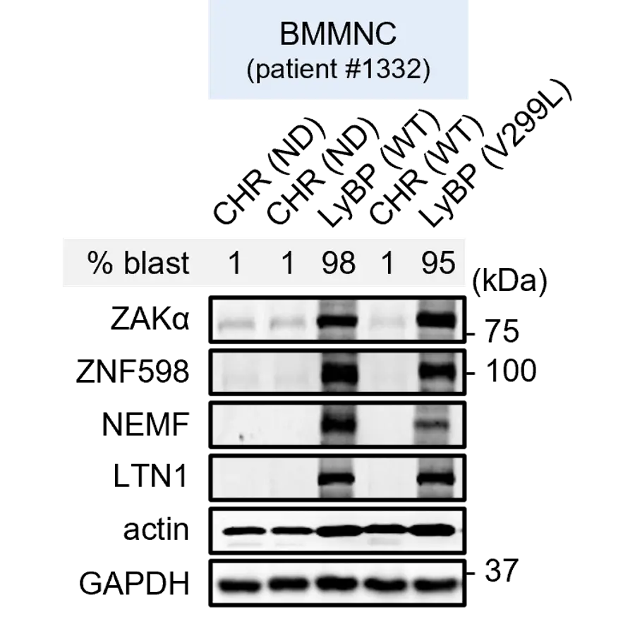 그림입니다. 원본 그림의 이름: 그림3.png 원본 그림의 크기: 가로 742pixel, 세로 726pixel