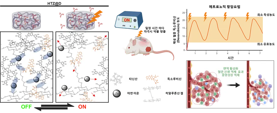 (그림1) 항암제 독소루비신(Doxorubicin)의 전기적 제어로 메트로노믹 항암 치료를 가능하게 하는 전기 반응성 히알루론산 기반 하이드로겔의 개략도