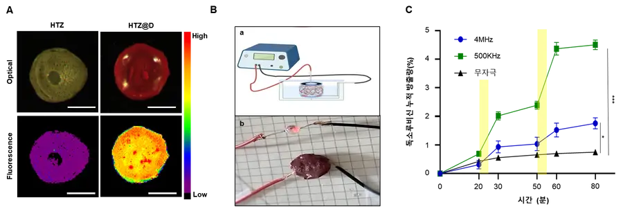 (그림2) HTZ 및 HTZ@D 하이드로겔의 물리적 특성과 전기 자극 기반 약물 방출 거동 평가