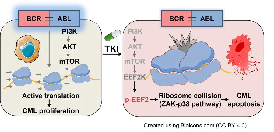 [자료그림1] 리보솜 충돌과 ZAK 신호 경로를 통한 만성골수성백혈병 세포 사멸 기전 모식도