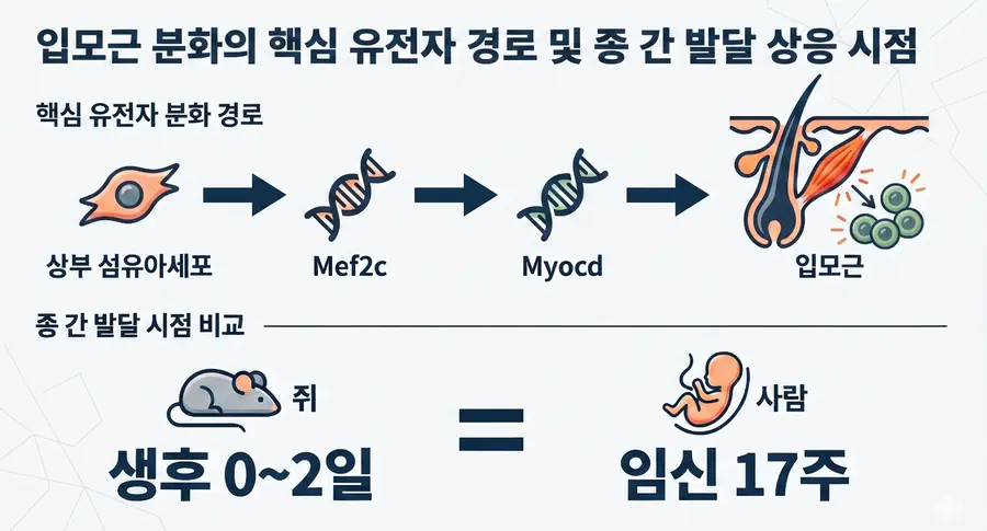 [그림2] 입모근 분화의 핵심 유전자 경로 및 종 간 발달 상응 시점. 상부 섬유아세포의 잠재적 입모근 분화 경로(Mef2c-Myocd)와 두 종 간 발달 상응 시기(사람 임신 17주=쥐 생후 0~2일차)