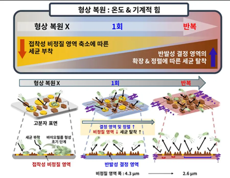 [그림] 형상 회복에 따른 결정 정렬 및 비정질 감소를 통한 세균 부착 억제 모식도