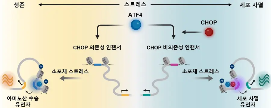 그림설명) 세포 스트레스 반응 핵심 조절 단백질 ATF4와 CHOP의 상호작용에 따라 결정되는 세포 생존·사멸 모식도.
