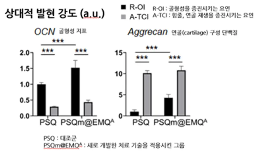 사진 : 새로 개발한 기술을 적용시킨 그룹에서 골형성, 힘줄/연골 재생을 증진시키는 요인이 더 많이 발현되었다.