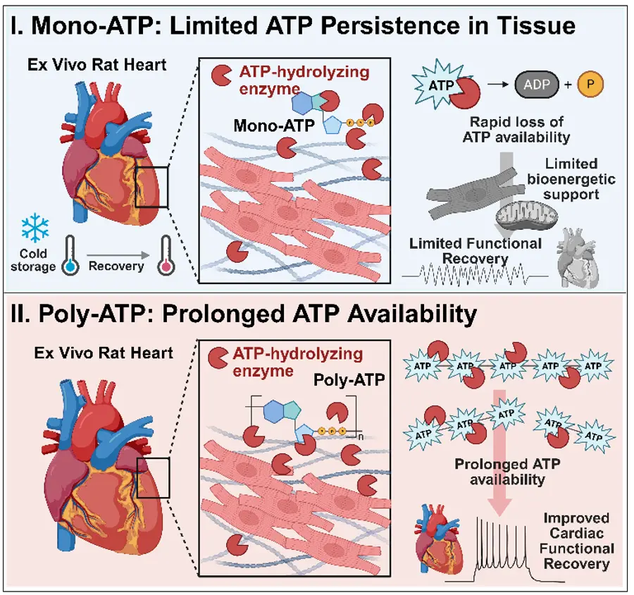 [그림] 고분자 ATP(poly-ATP)를 이용한 보존 후 심장 기능 회복 전략 개념도